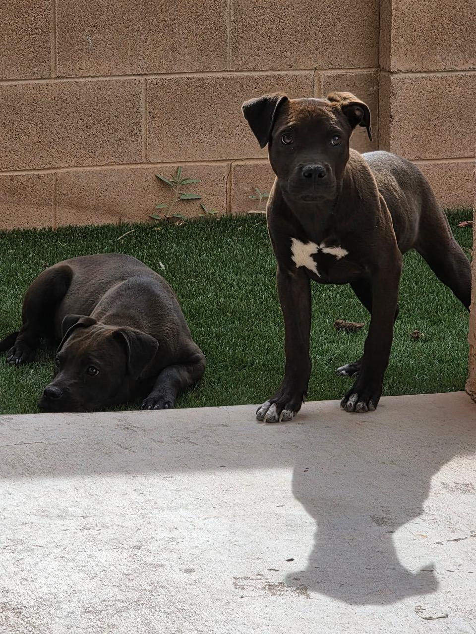 Brother, a ADOPTABLE mixed breed in Albuquerque, NM image 2/2