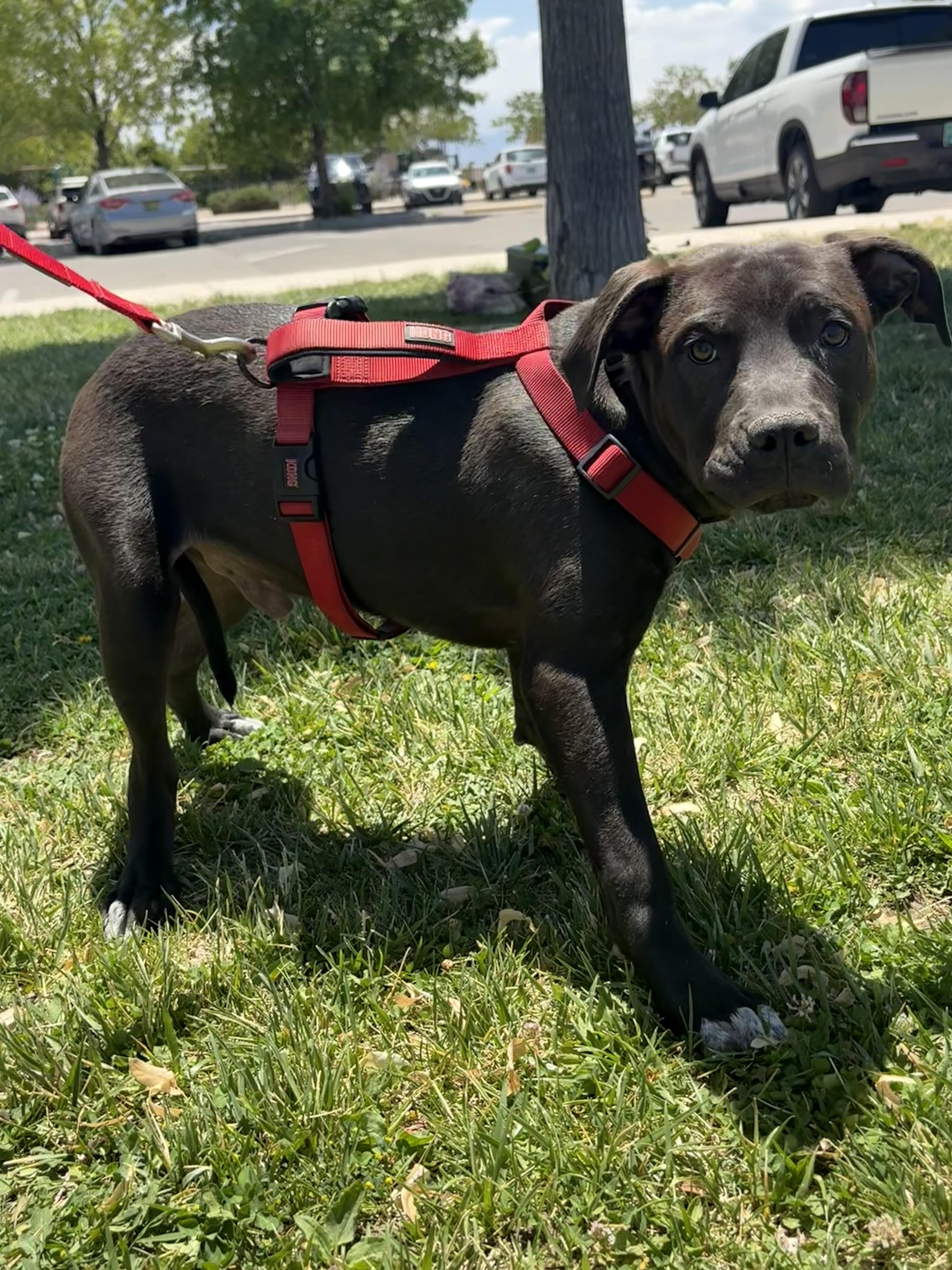 Brother, a ADOPTABLE mixed breed in Albuquerque, NM image 4/6