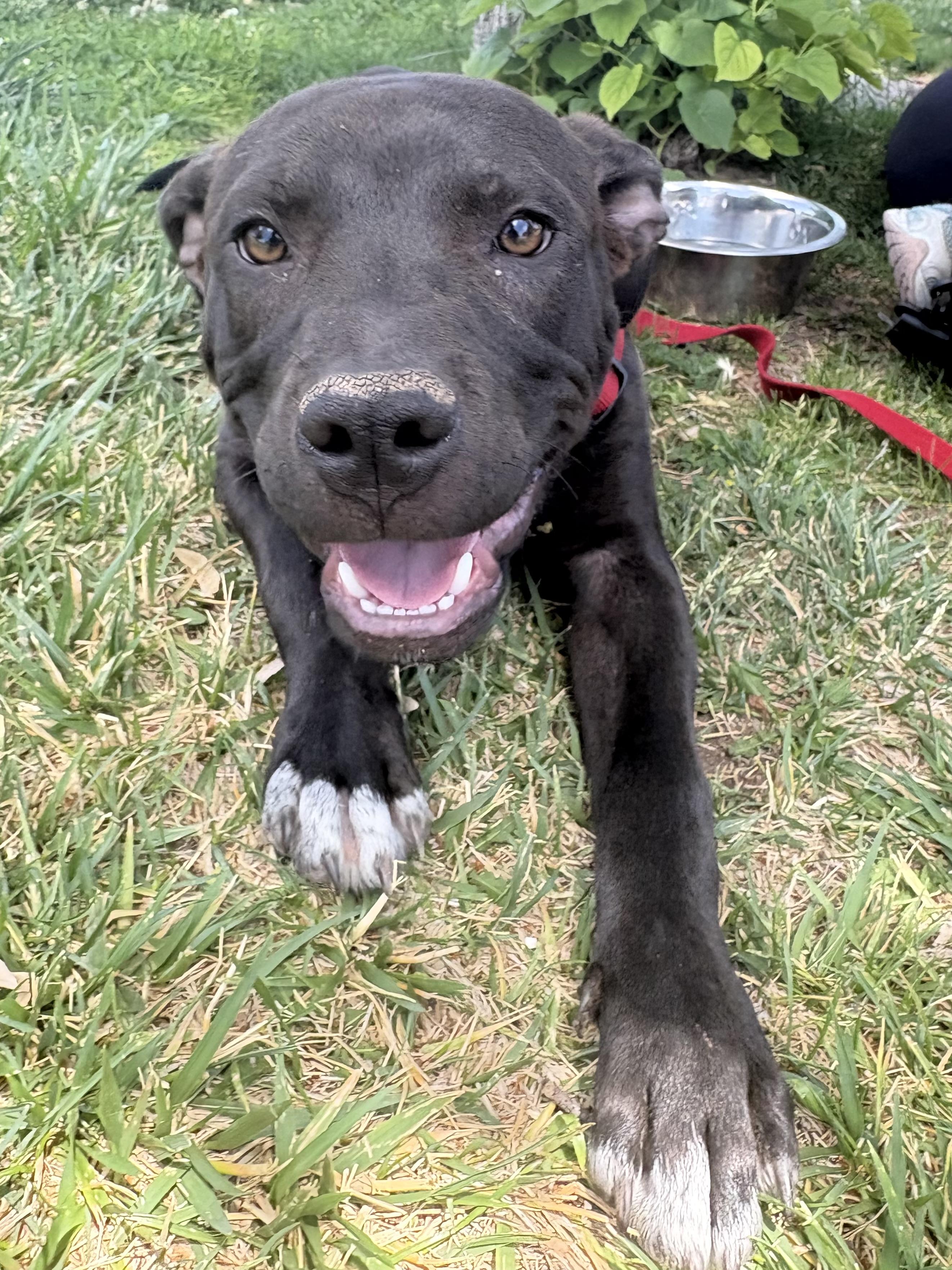 Brother, a ADOPTABLE mixed breed in Albuquerque, NM image 2/6