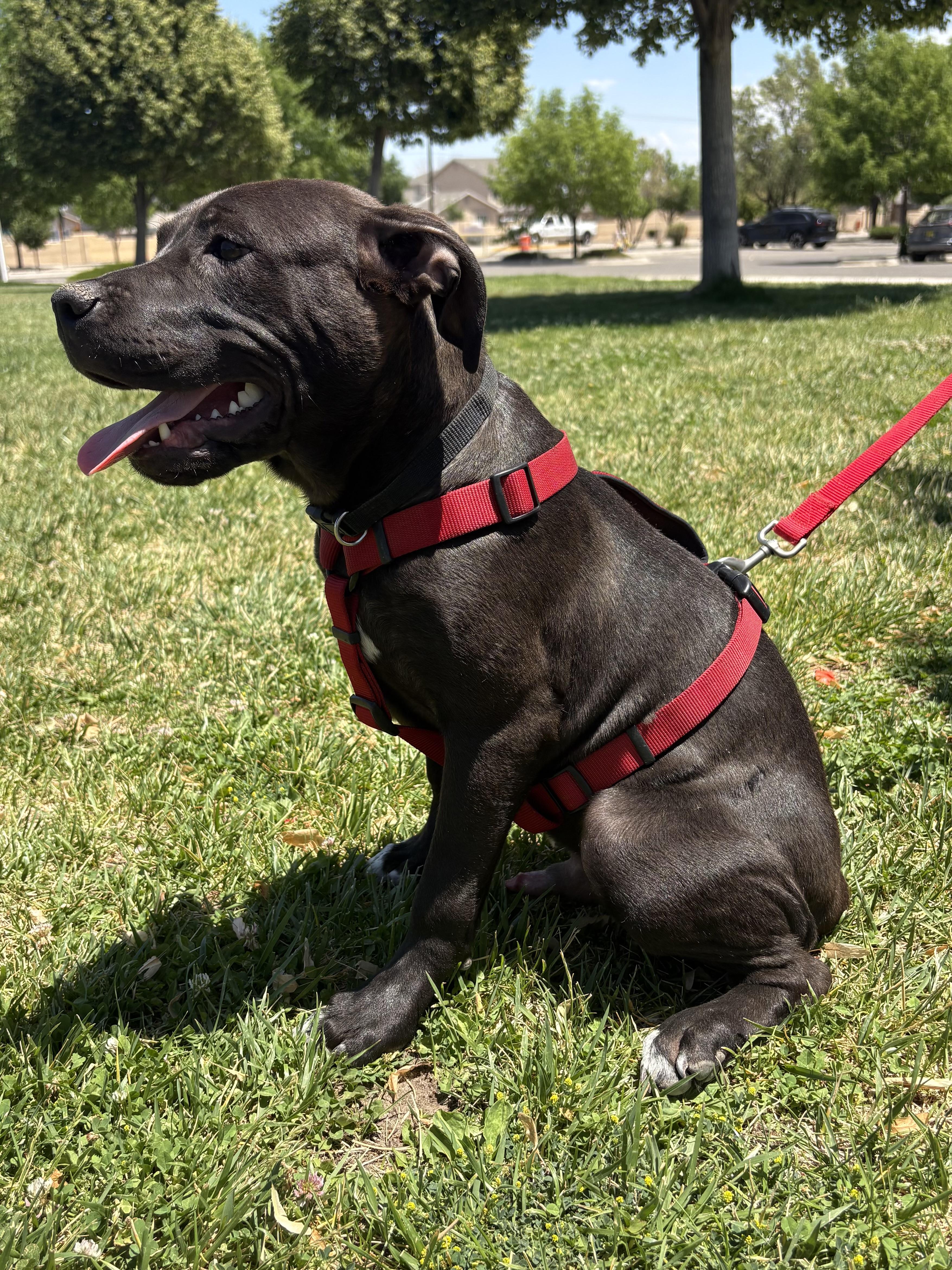 Brother, a ADOPTABLE mixed breed in Albuquerque, NM image 3/6