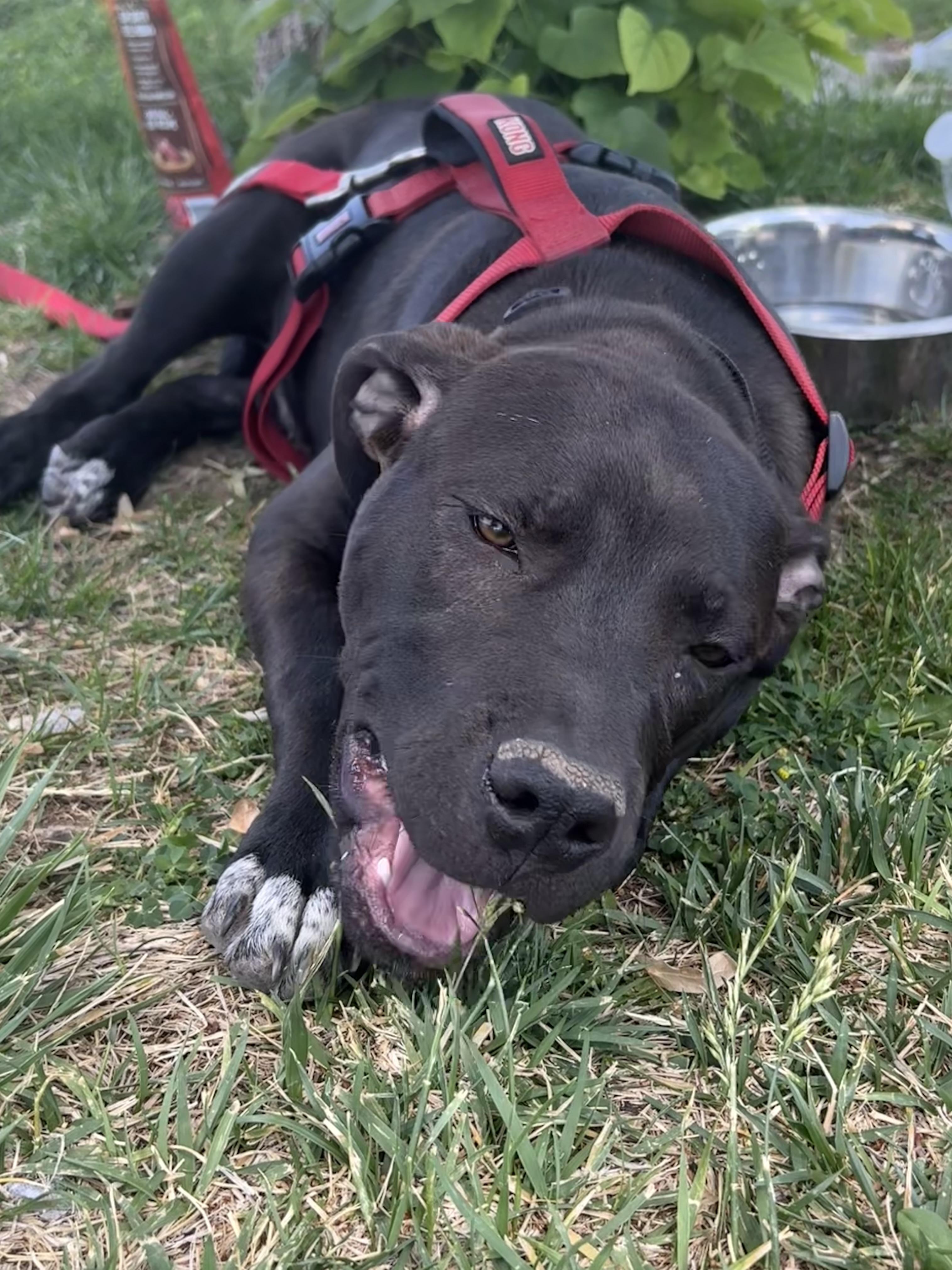 Brother, a ADOPTABLE mixed breed in Albuquerque, NM image 5/6