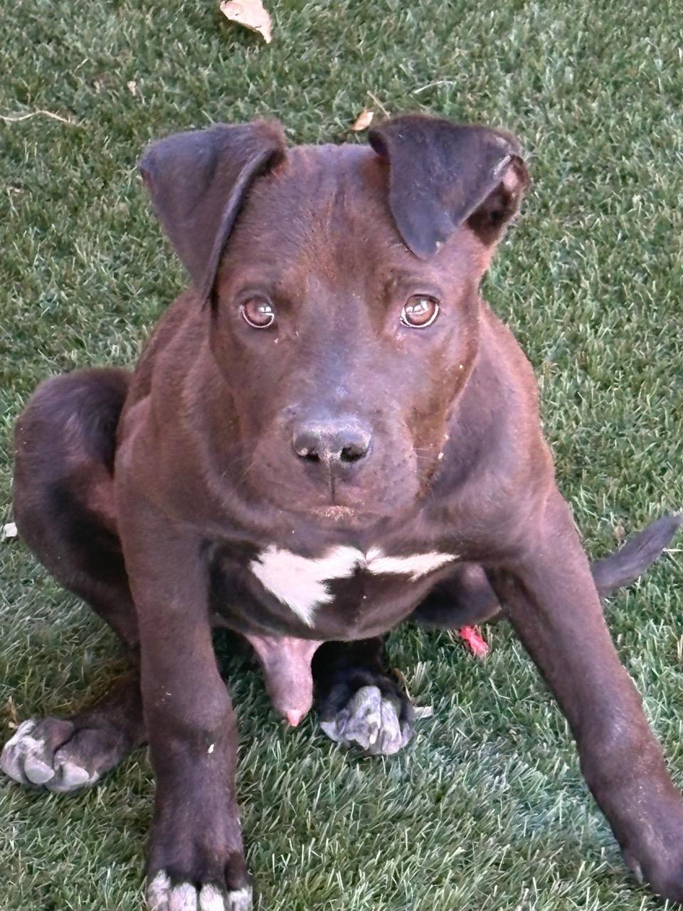 Brother, ADOPTABLE, Puppy Male American Staffordshire Terrier.