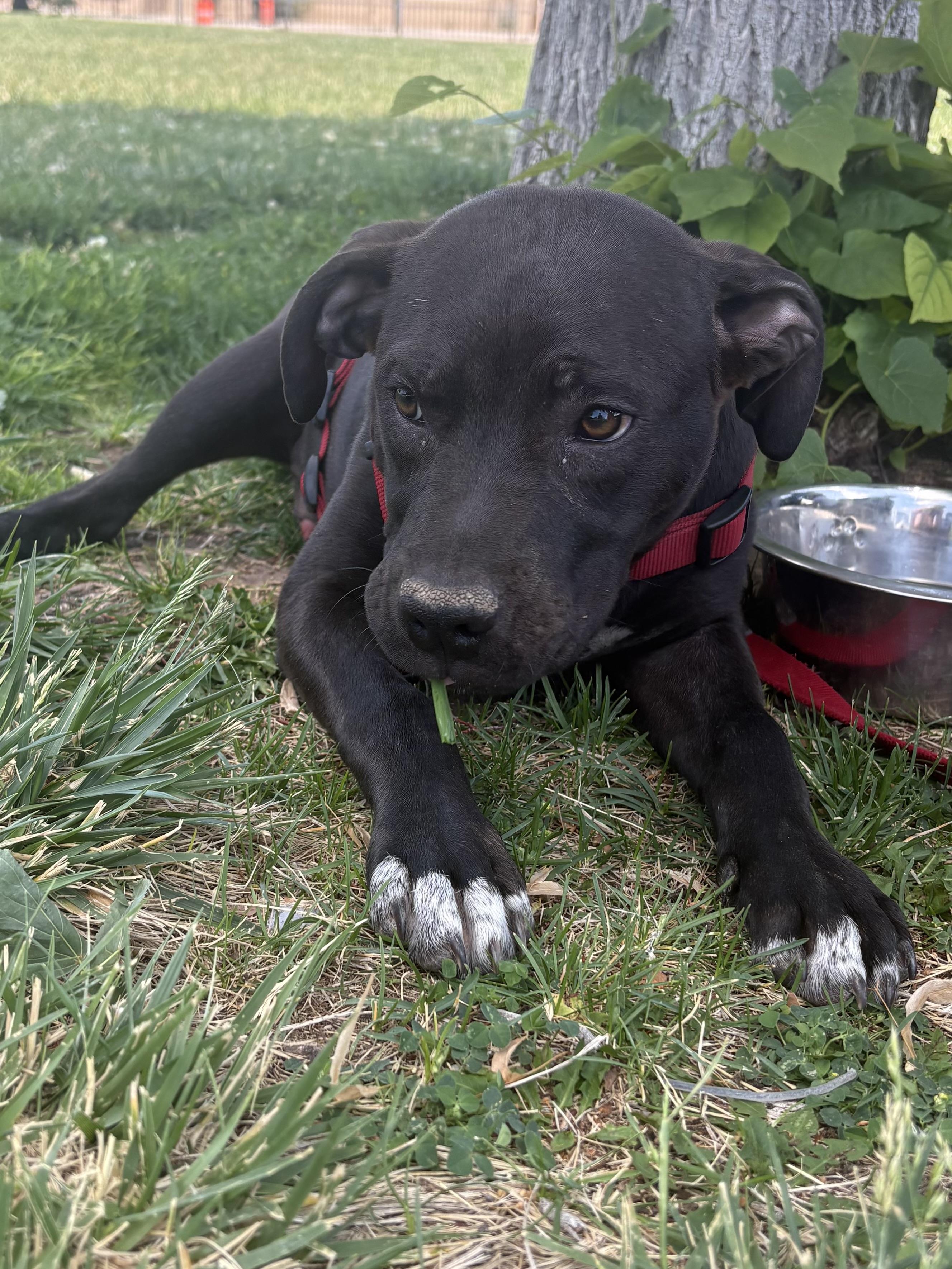 Brother, a ADOPTABLE mixed breed in Albuquerque, NM image 6/6