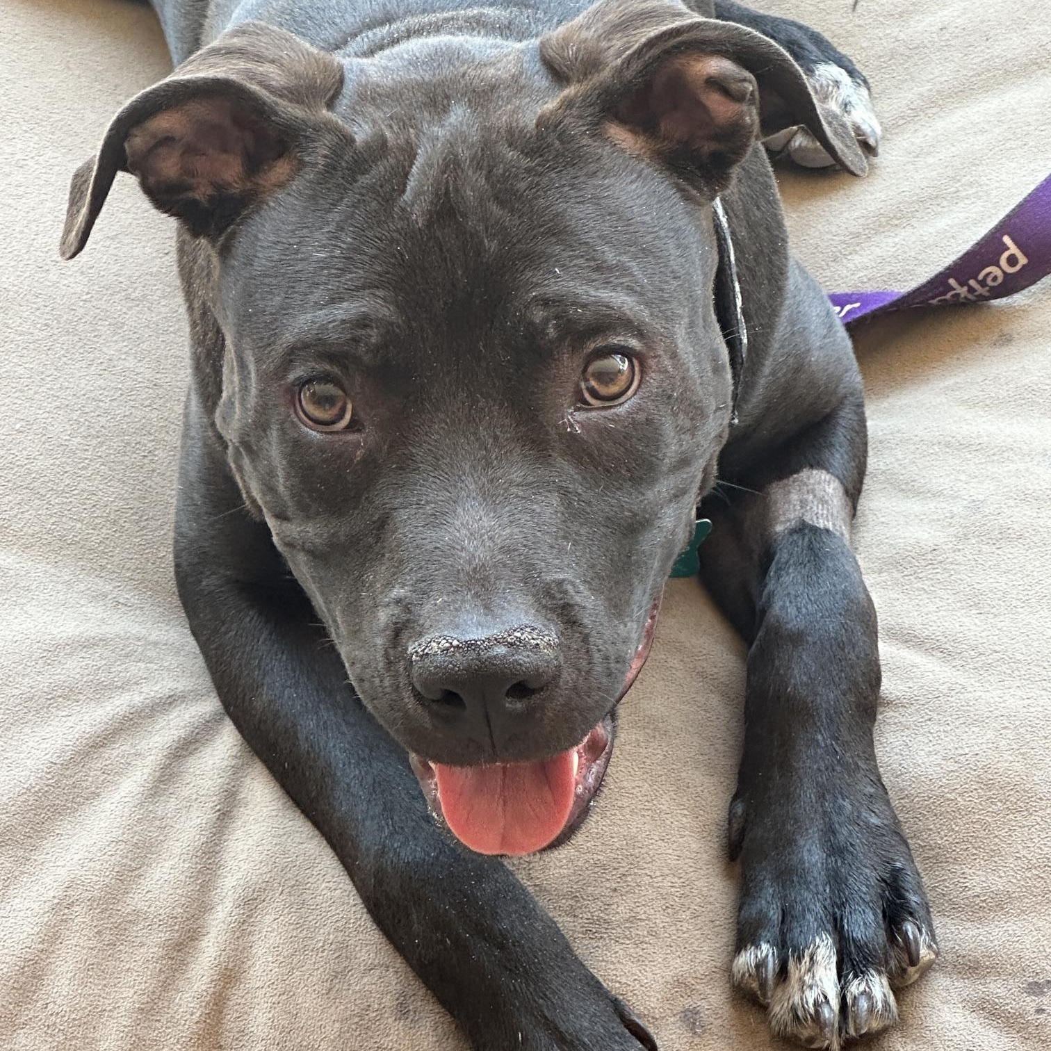 Fig, a ADOPTABLE mixed breed in Albuquerque, NM image 3/5