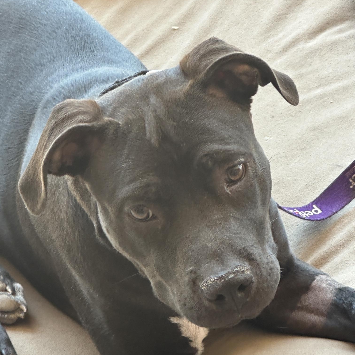 Fig, ADOPTABLE, Puppy Male American Staffordshire Terrier.
