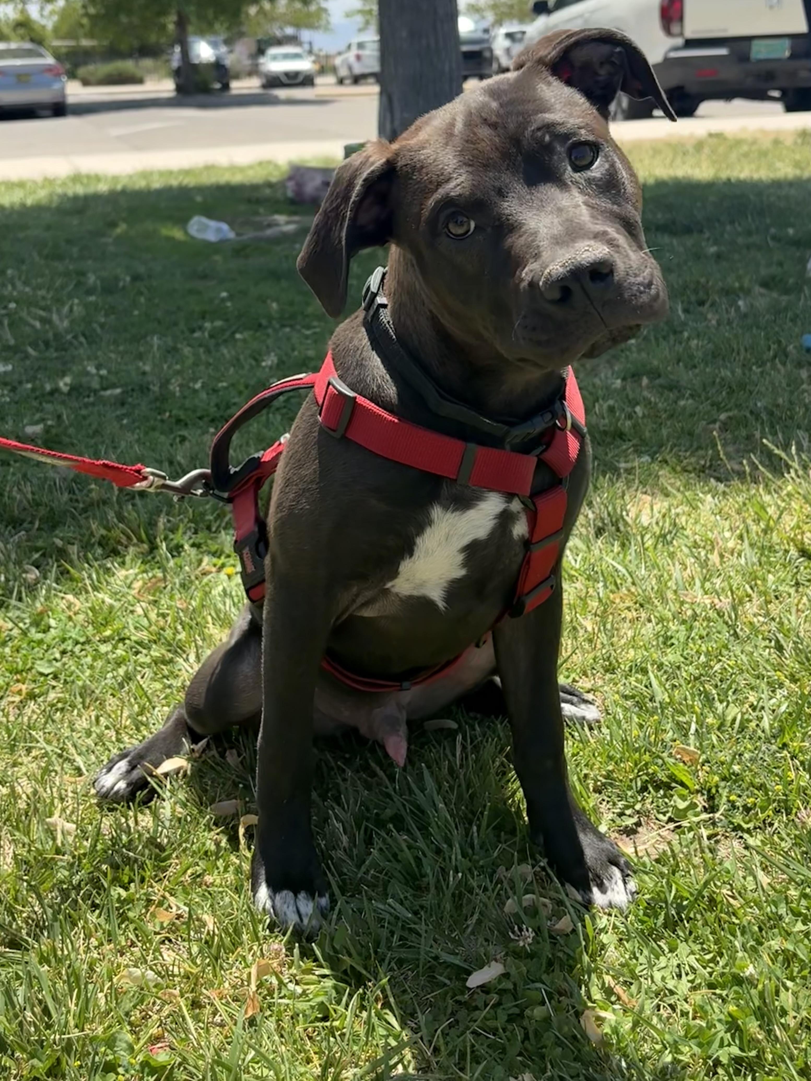 Brother, ADOPTABLE, Puppy Male American Staffordshire Terrier.