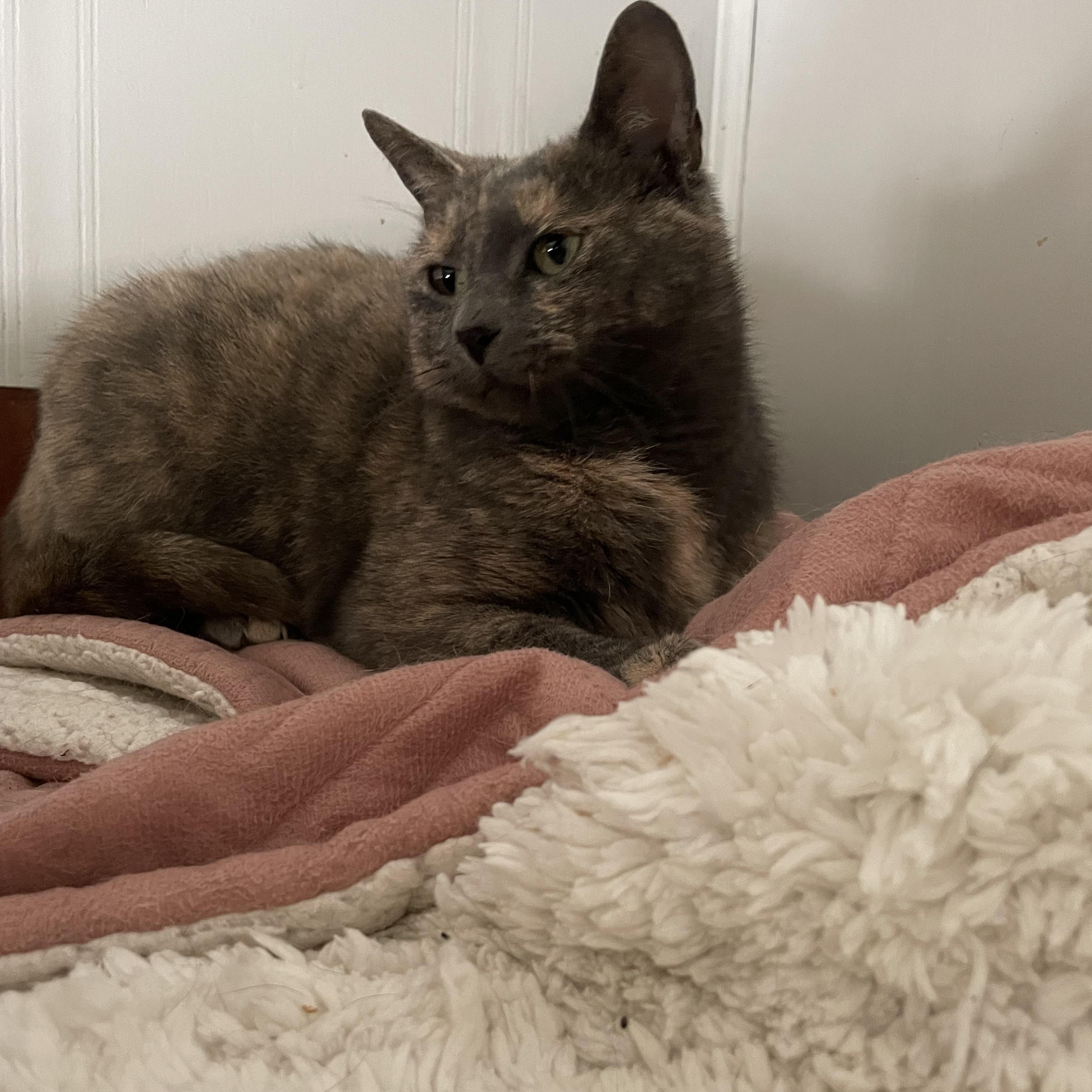 Sable, a Adoptable Dilute Tortoiseshell in Fountain Inn, SC image 5/6