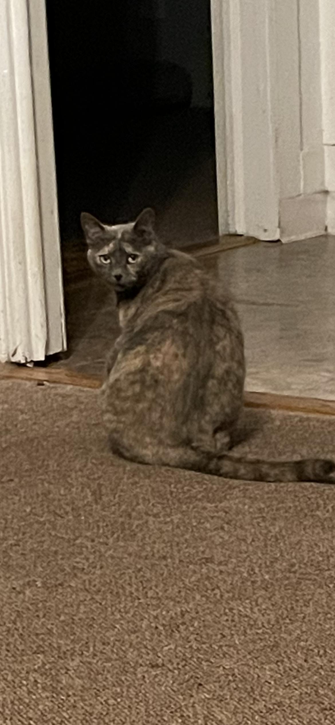 Sable, a Adoptable Dilute Tortoiseshell in Fountain Inn, SC image 3/6