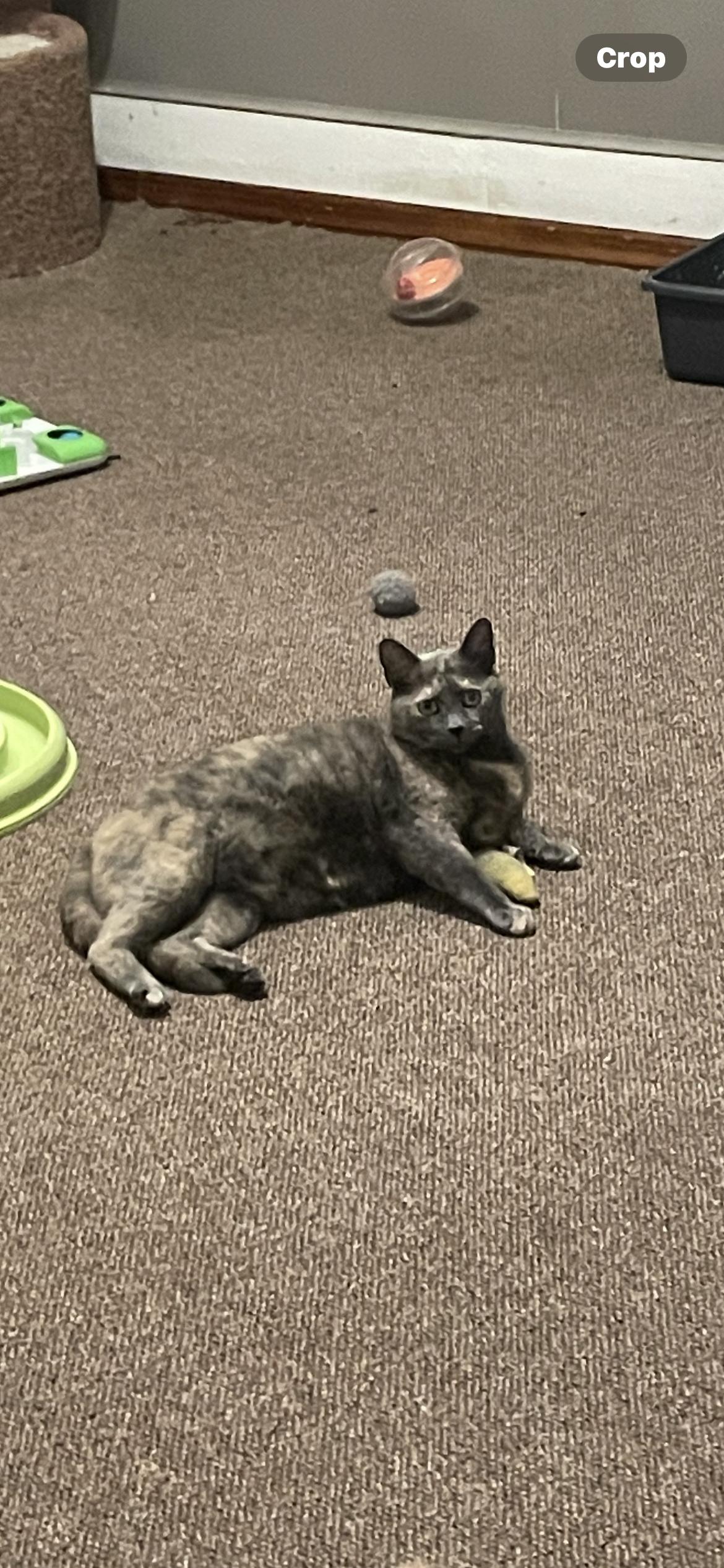 Sable, a Adoptable Dilute Tortoiseshell in Fountain Inn, SC image 2/6