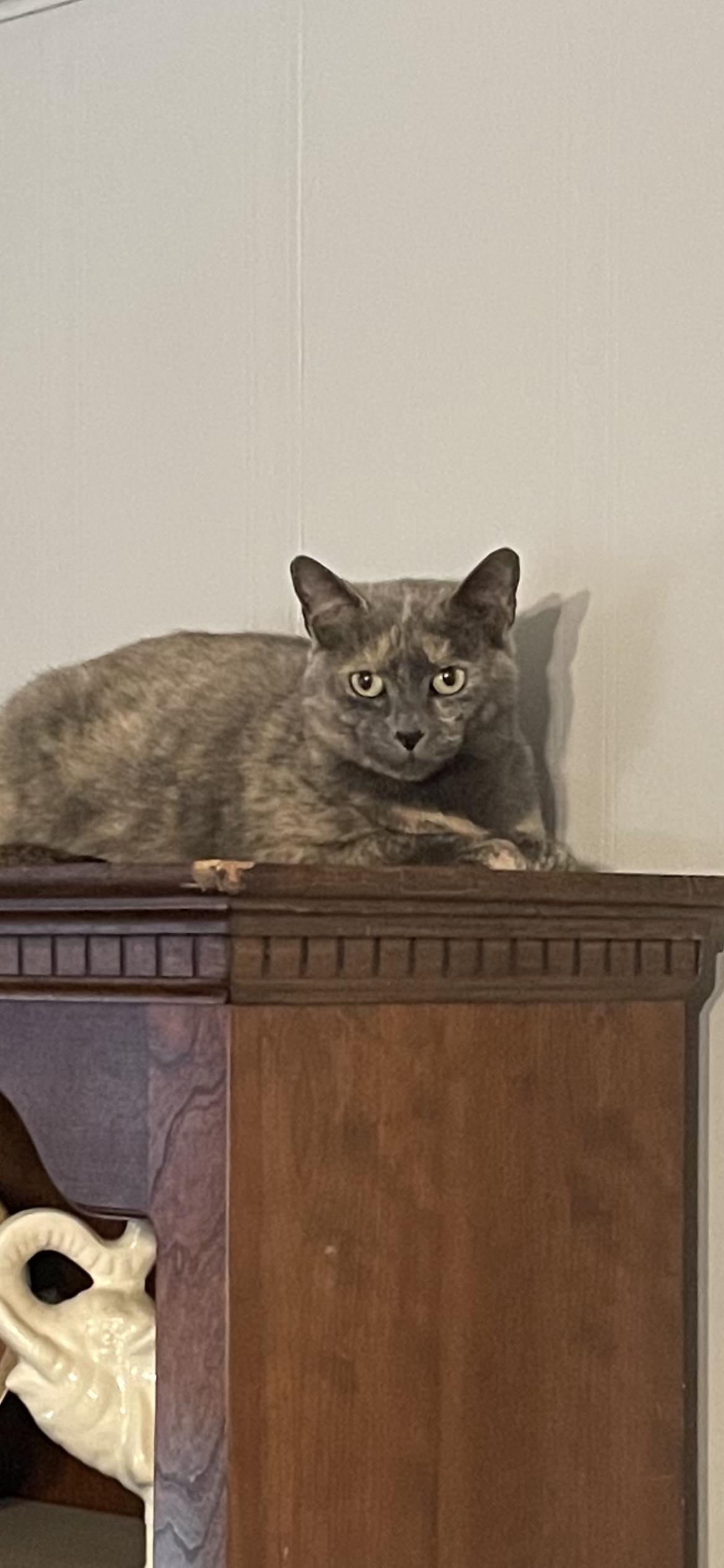 Sable, a Adoptable Dilute Tortoiseshell in Fountain Inn, SC image 4/6