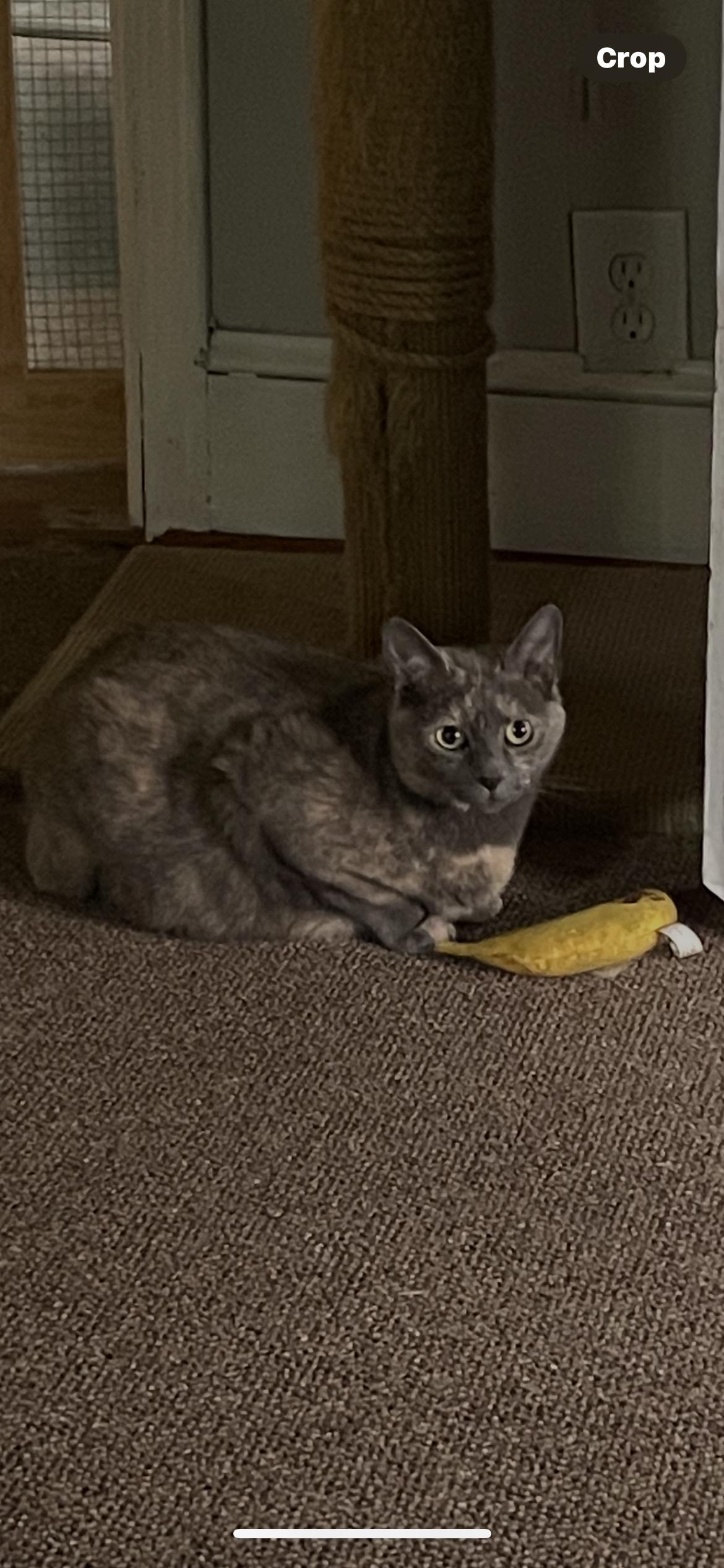 Sable, a Adoptable Dilute Tortoiseshell in Fountain Inn, SC image 1/6