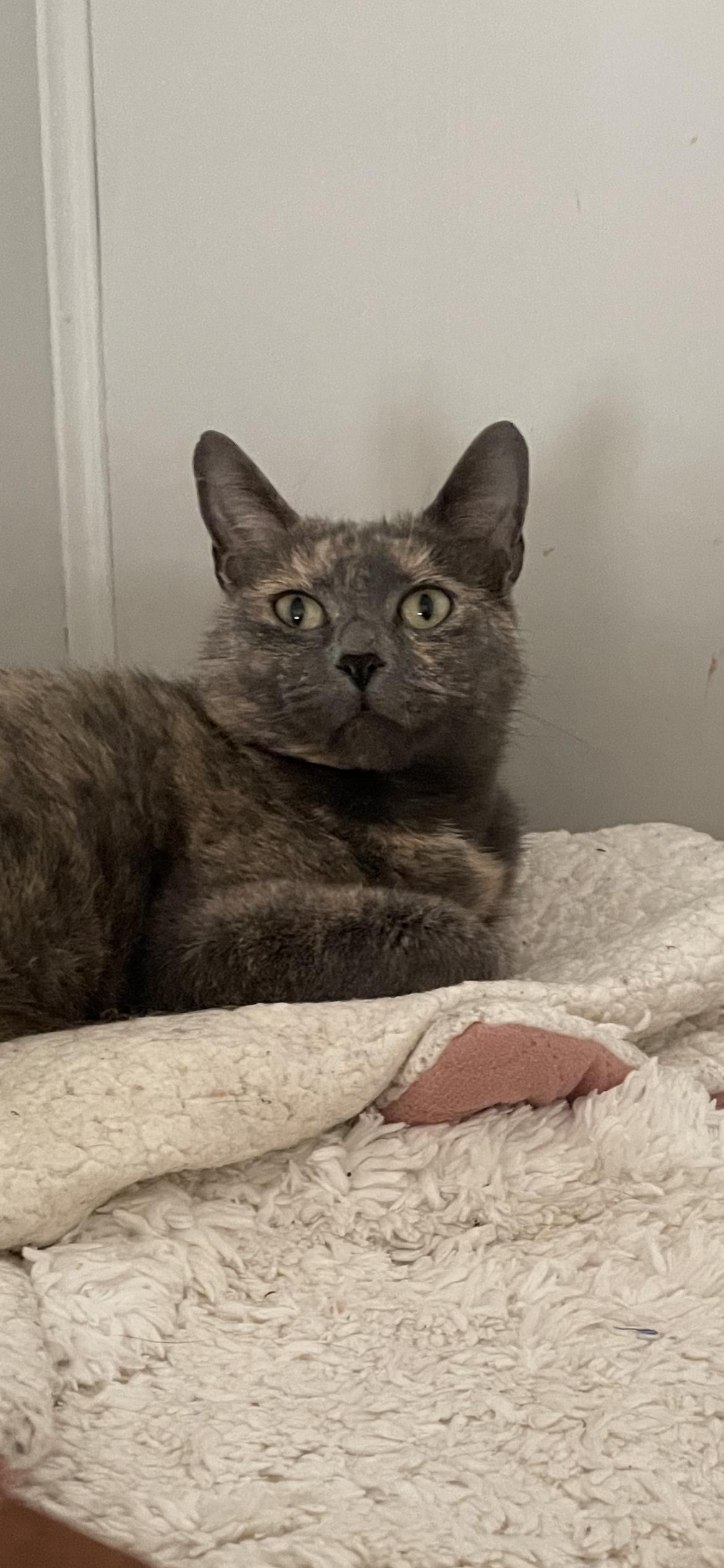 Sable, a Adoptable Dilute Tortoiseshell in Fountain Inn, SC image 6/6