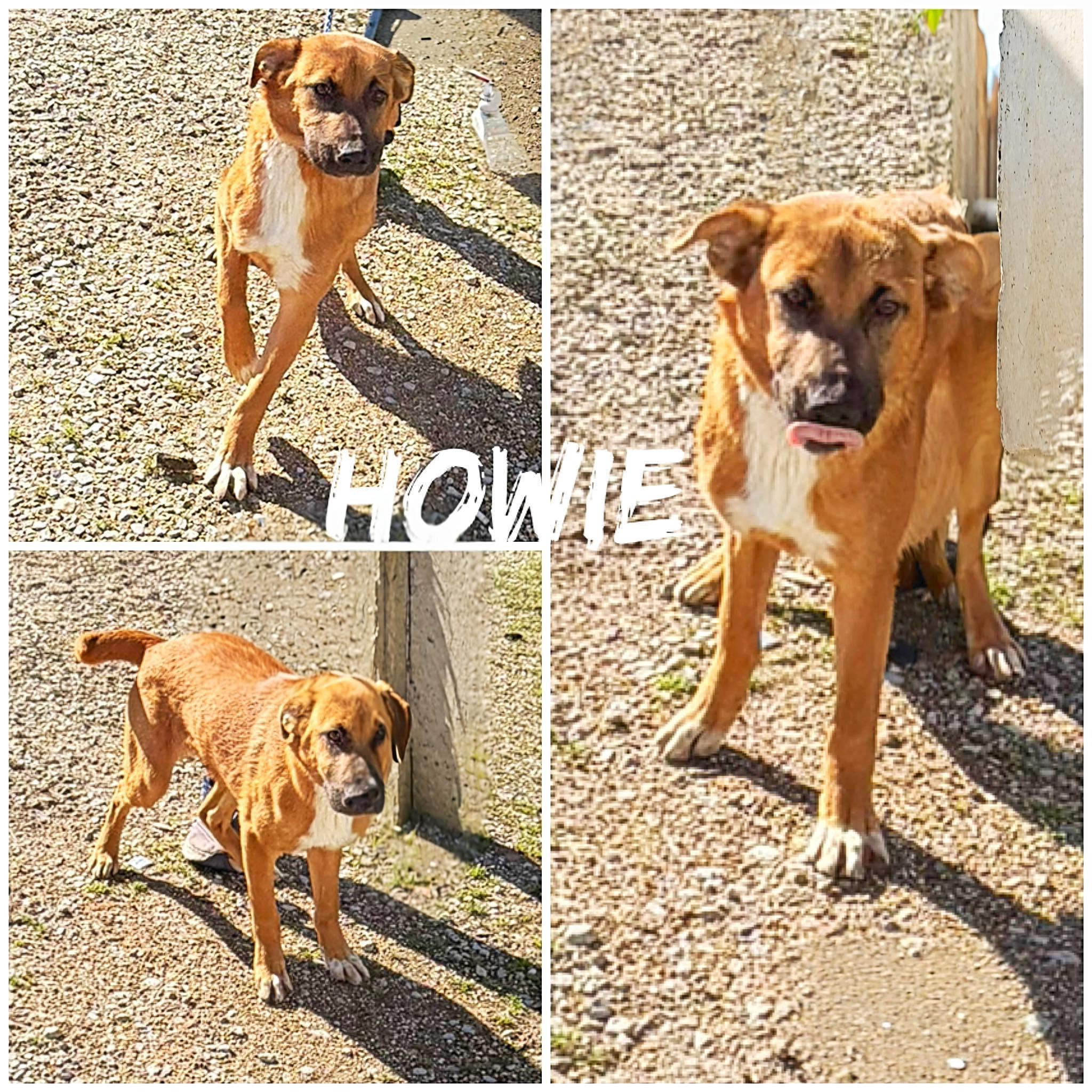 Enlarge Howie, a ADOPTABLE mixed breed in Saint James, MO image 2/2