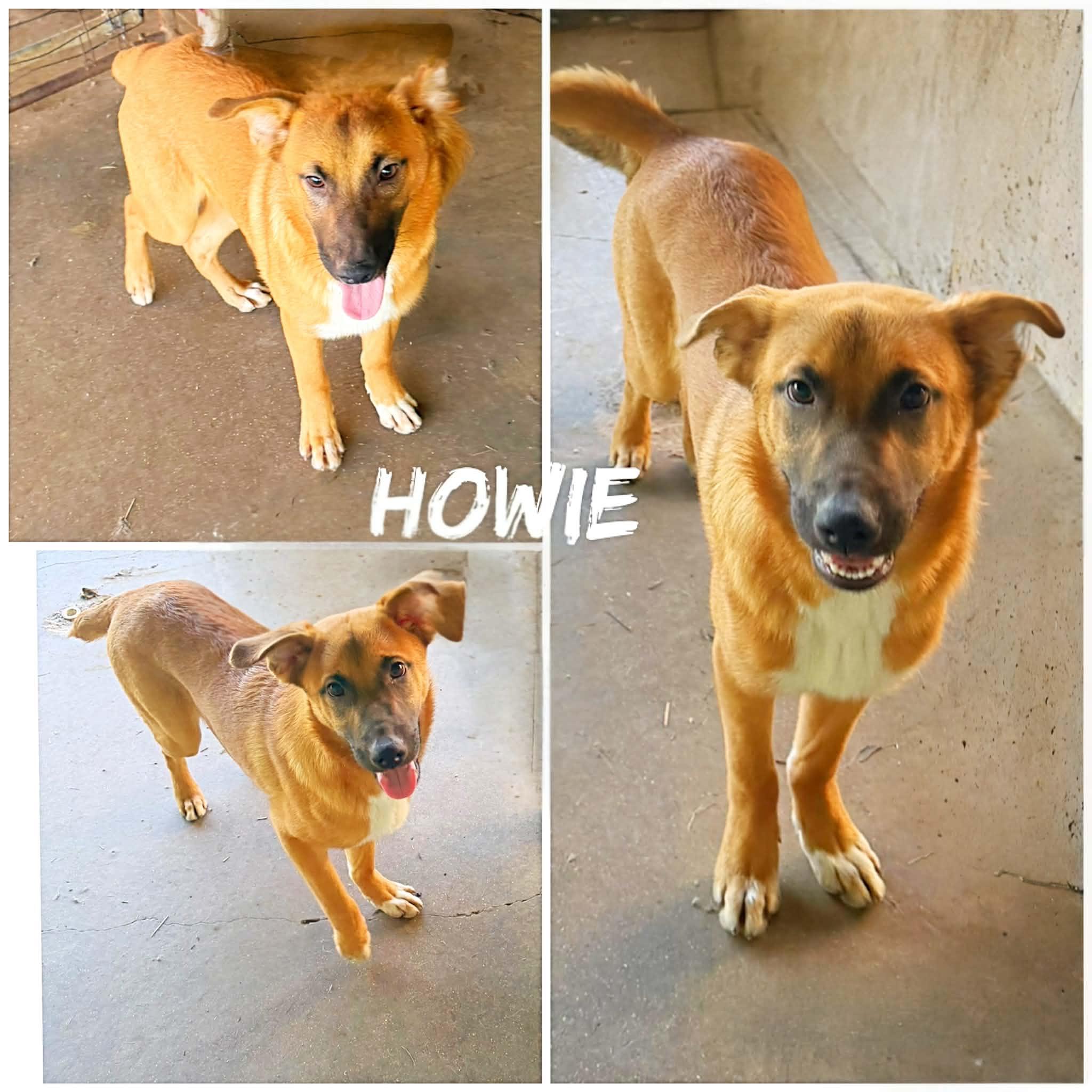 Howie, ADOPTABLE, Young Male Shepherd & Yellow Labrador Retriever.
