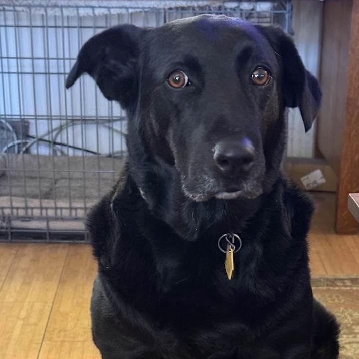 Augie Dog, ADOPTABLE, Adult Female Labrador Retriever.