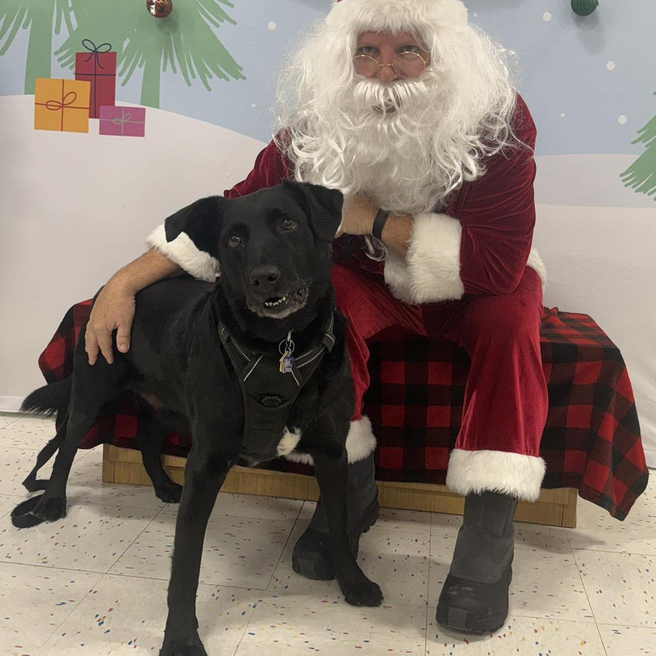 Enlarge Augie Dog, a ADOPTABLE mixed breed in Madrid, IA image 1/1