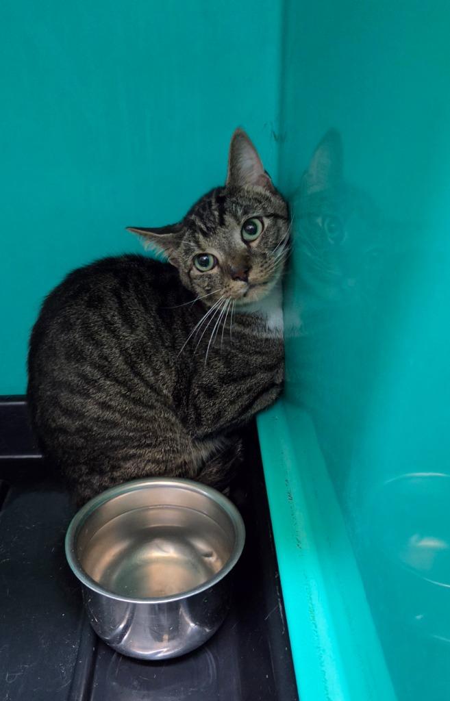 Taco, Adoptable, Young Male Domestic Short Hair.
