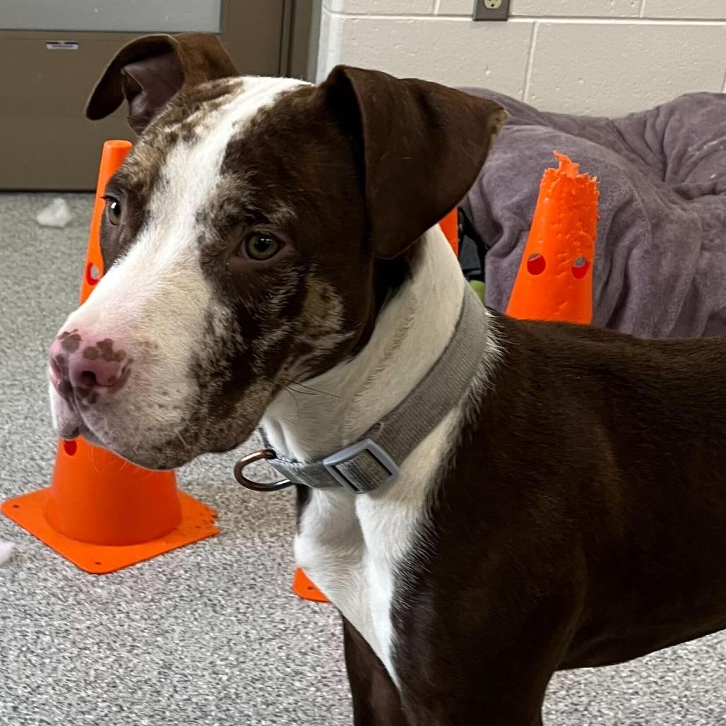 T-Bo, Adoptable, Young Male Staffordshire Bull Terrier & Mixed Breed.