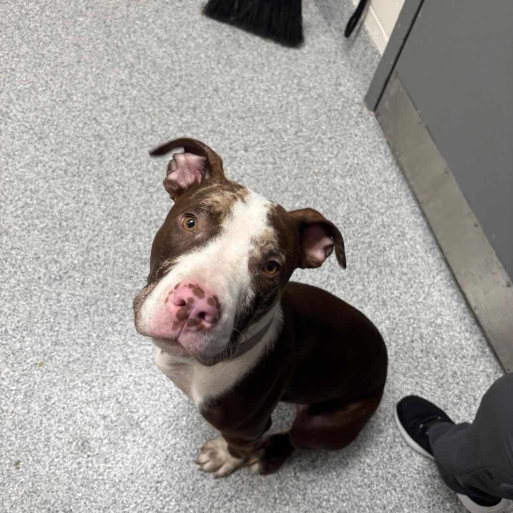 Enlarge T-Bo, a Adoptable mixed breed in Grand Rapids, MI image 2/2