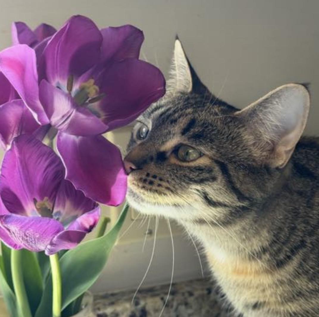 Sosha, Adoptable, Young Female Domestic Short Hair.