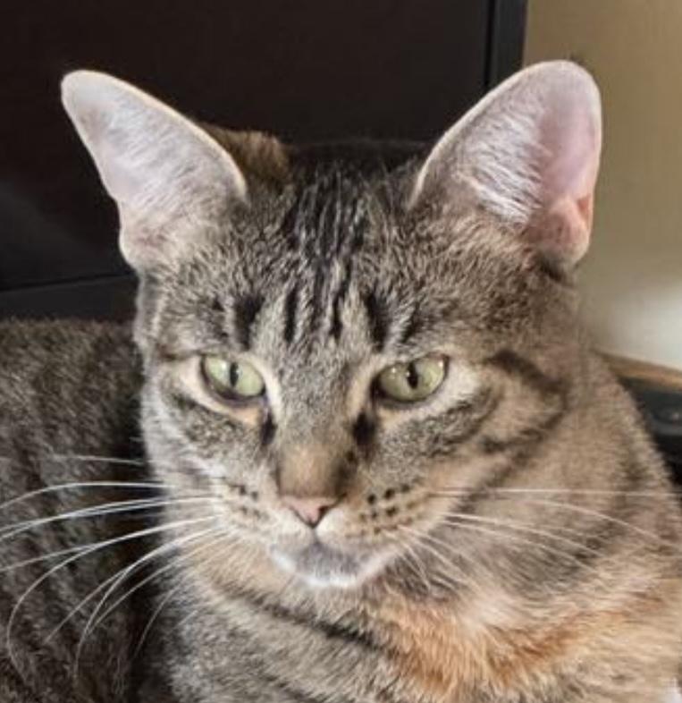 Enlarge Sosha, a Adoptable Domestic Short Hair in Sault Sainte Marie, MI image 3/3