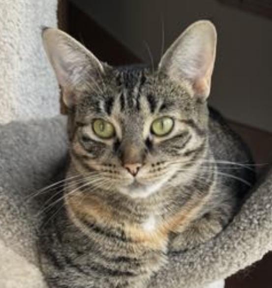 Sosha, Adoptable, Young Female Domestic Short Hair.