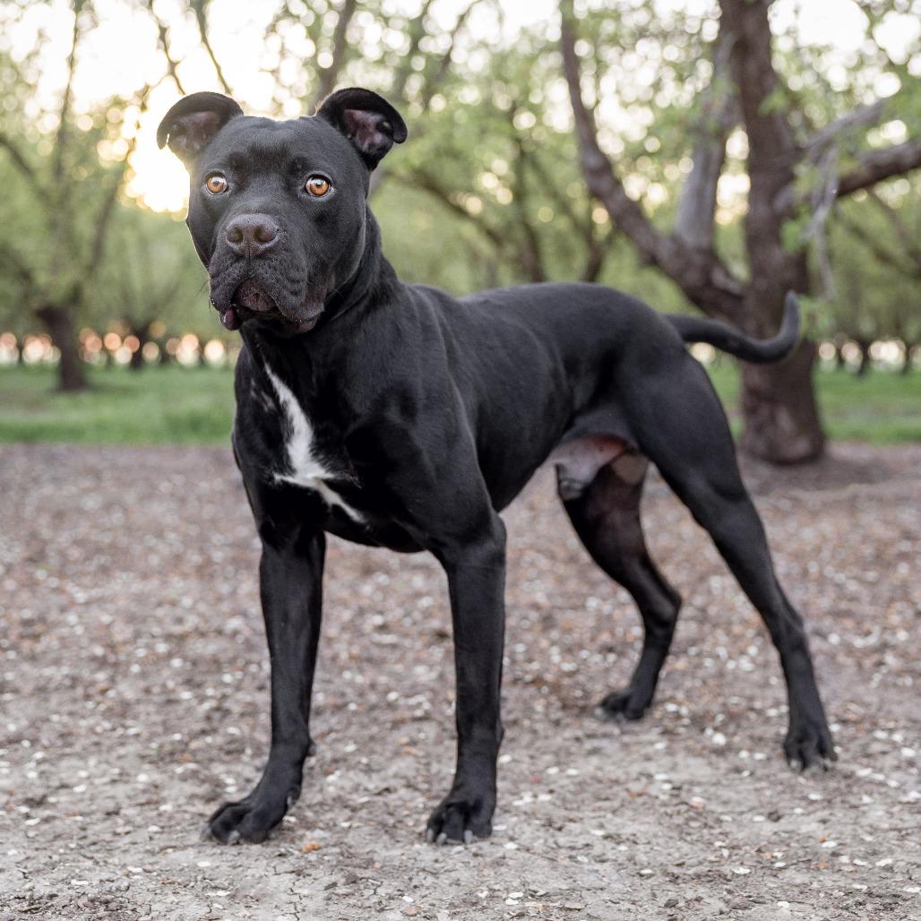 Enlarge Benny, a Adoptable mixed breed in Turlock, CA image 1/6