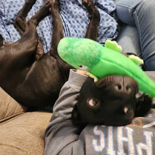 Benny, Adoptable, Adult Male Pit Bull Terrier.