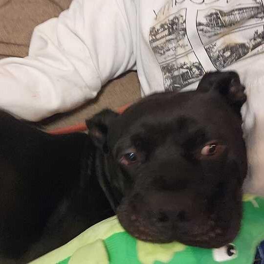 Benny, a Adoptable mixed breed in Turlock, CA image 2/6