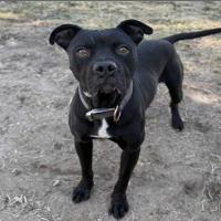 Benny, a Adoptable mixed breed in Turlock, CA image 3/6