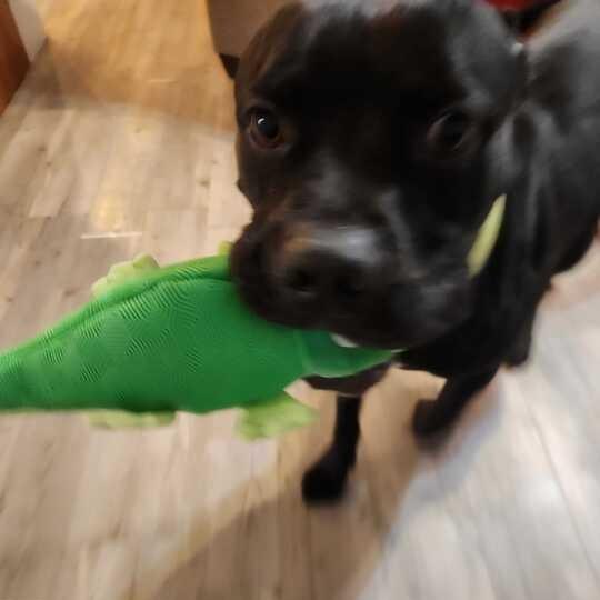 Benny, a Adoptable mixed breed in Turlock, CA image 5/6