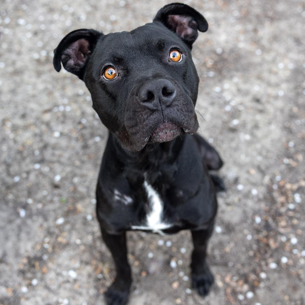 Benny, a Adoptable mixed breed in Turlock, CA image 6/6
