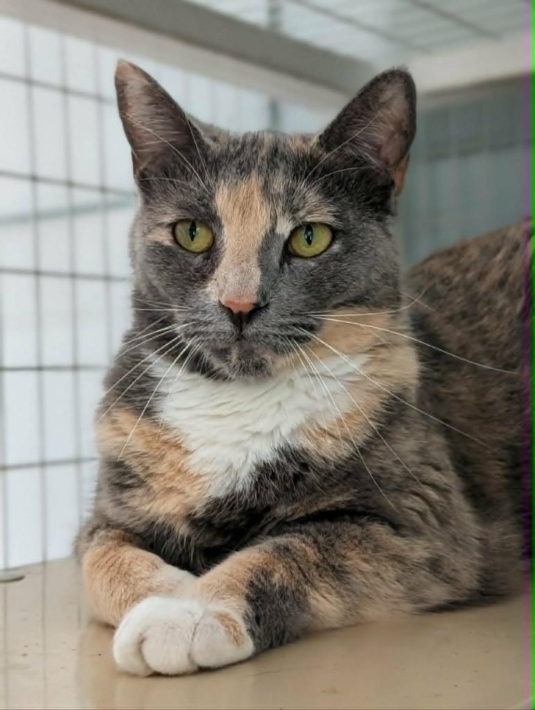 Celene, Adoptable, Adult Female Domestic Short Hair.