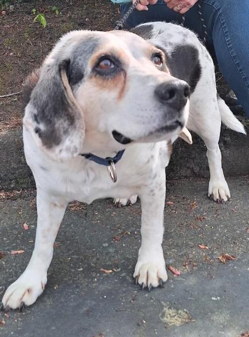 Enlarge Ladybug, a ADOPTABLE Beagle in Salem, OR image 1/2