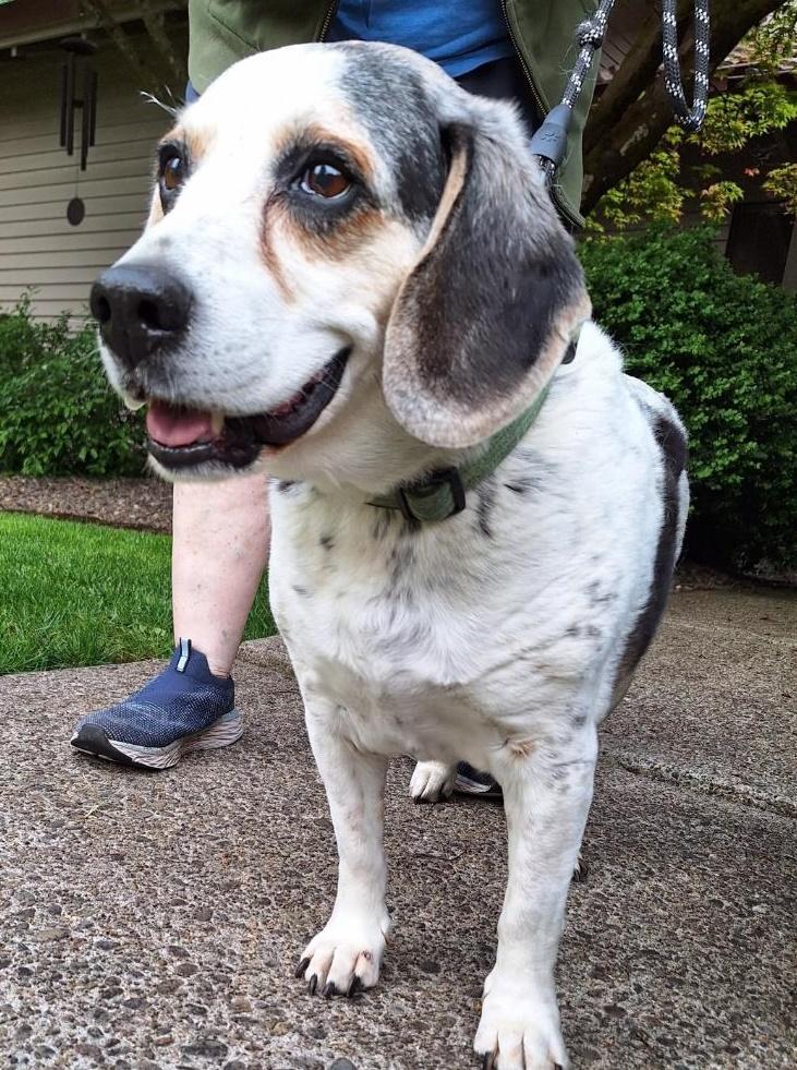 Enlarge Ladybug, a ADOPTABLE Beagle in Salem, OR image 2/2