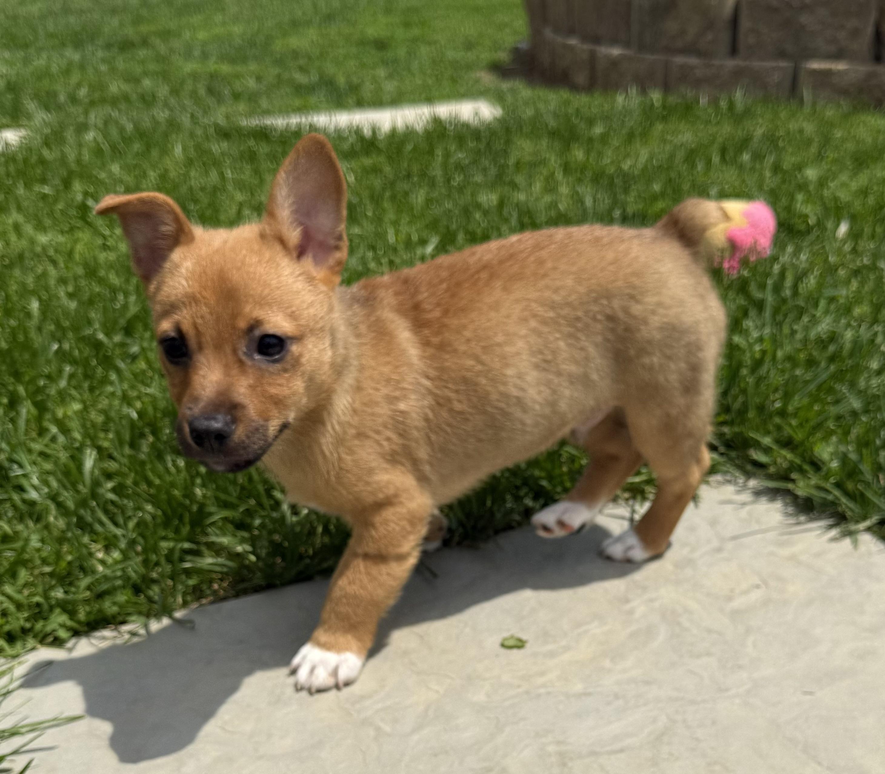 Pickles, a ADOPTABLE mixed breed in Brazil, IN image 3/4