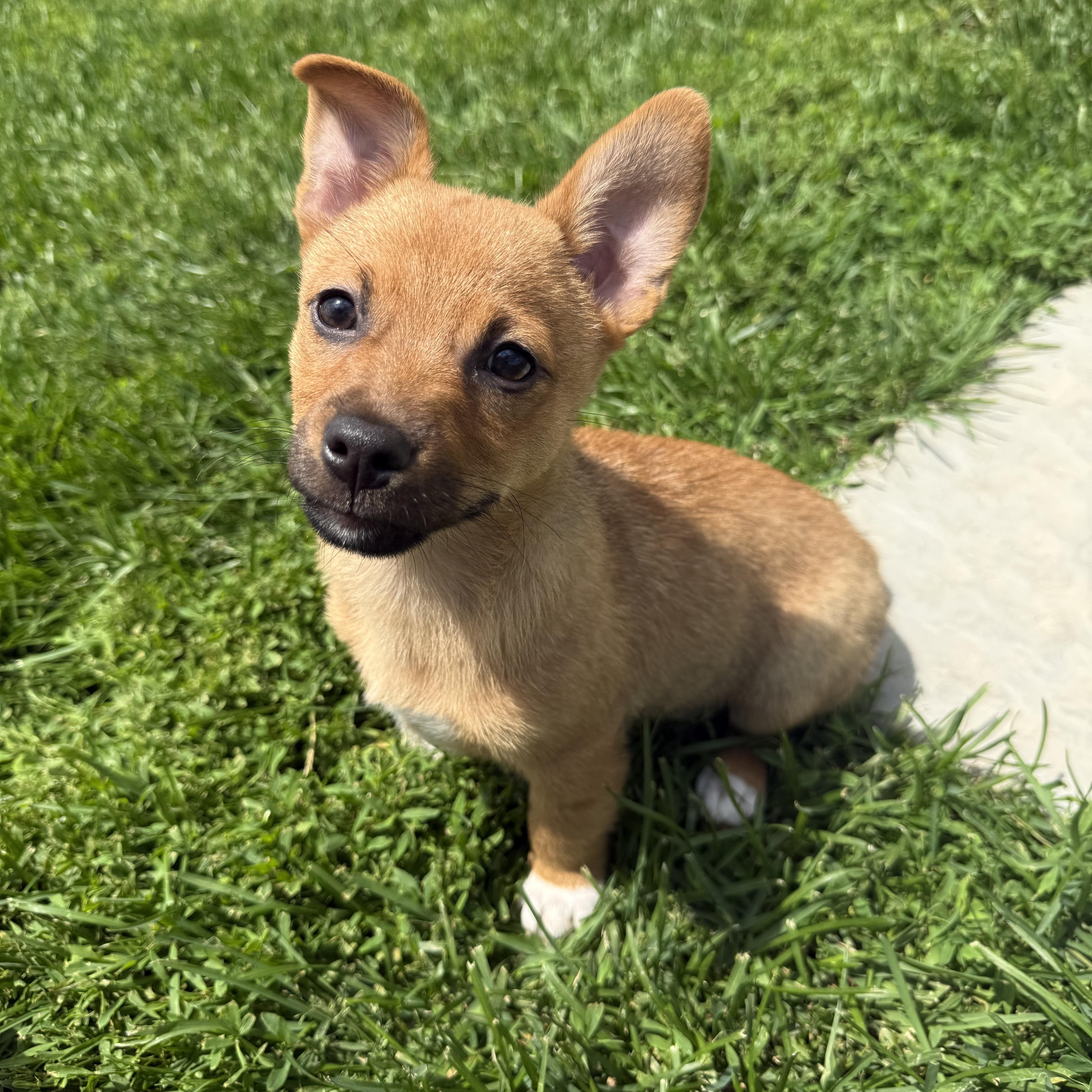 Pickles, a ADOPTABLE mixed breed in Brazil, IN image 2/4