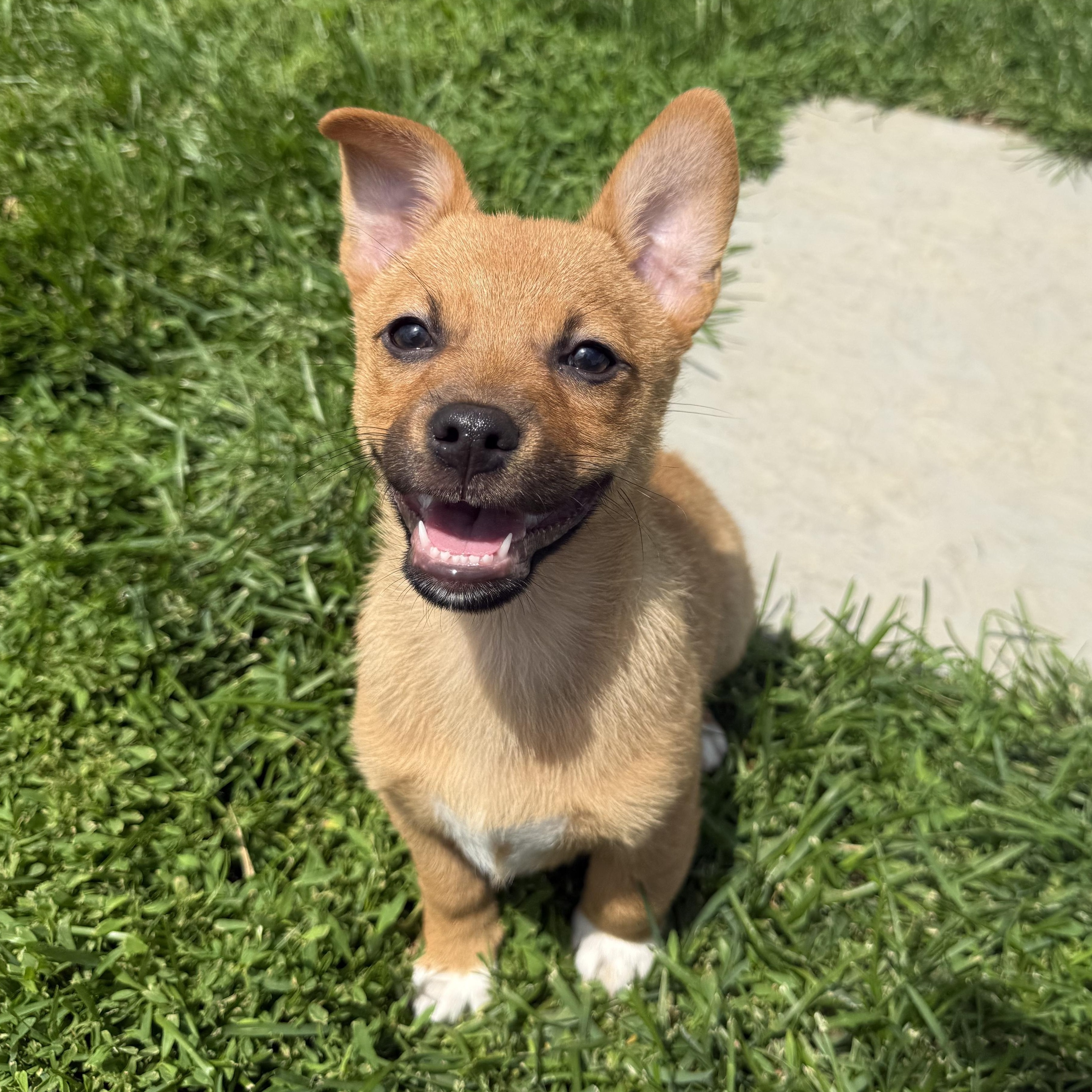 Pickles, a ADOPTABLE mixed breed in Brazil, IN image 1/4