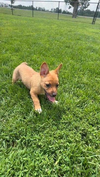 Enlarge Pickles, a ADOPTABLE mixed breed in Brazil, IN video 4/4