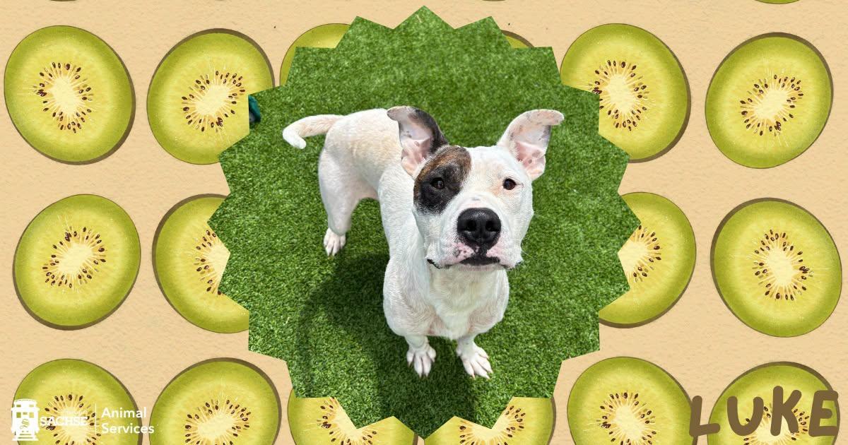 Enlarge Luke, a ADOPTABLE Pit Bull Terrier in Sachse, TX image 1/1