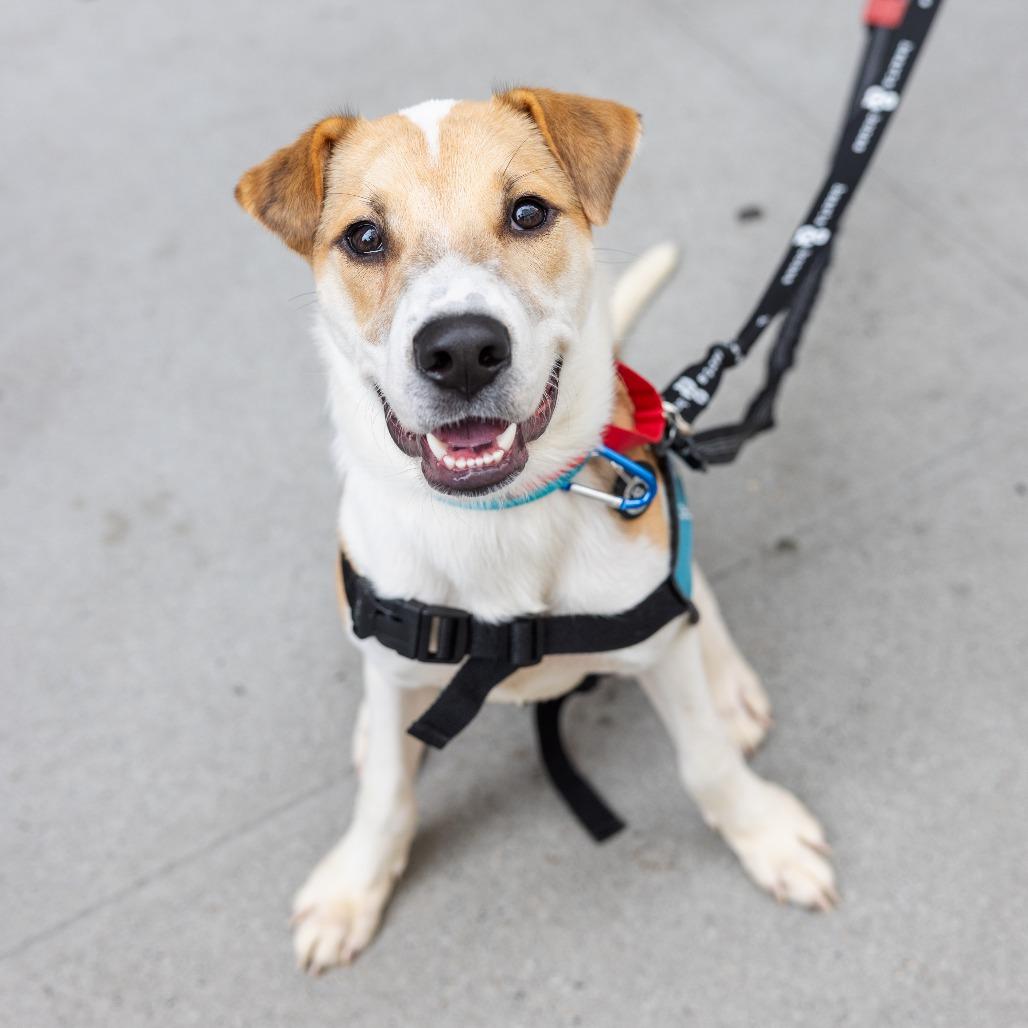 Enlarge Chief, a Adoptable Retriever in Brooklyn, NY image 1/6