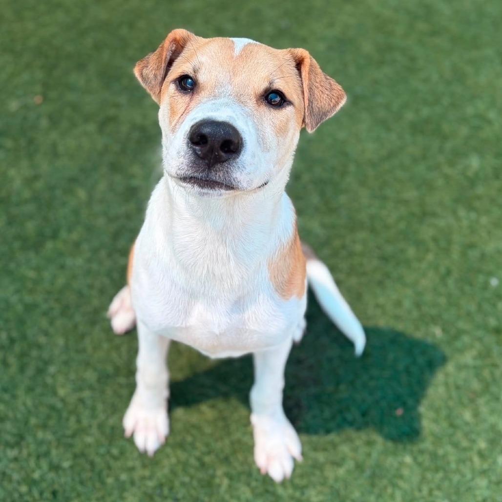 Enlarge Chief, a Adoptable Retriever in Brooklyn, NY image 3/6