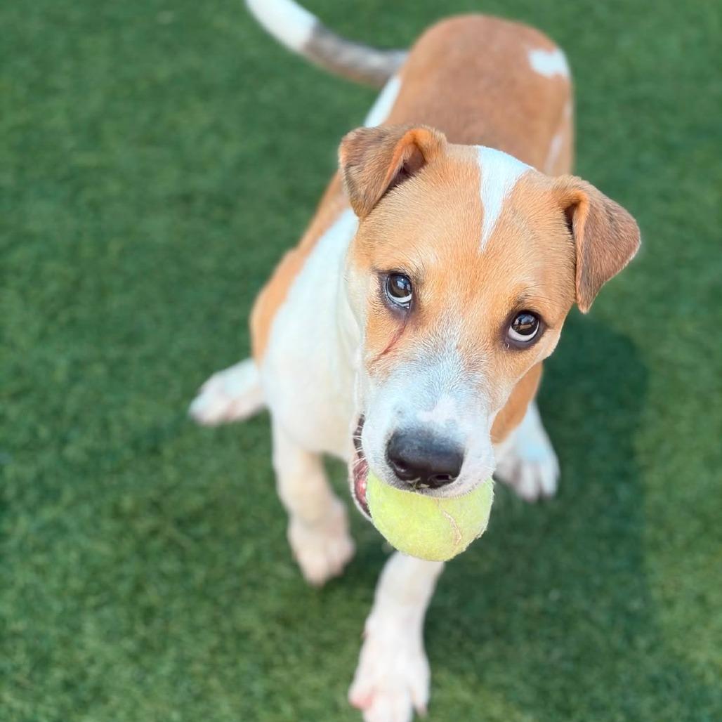 Enlarge Chief, a Adoptable Retriever in Brooklyn, NY image 5/6