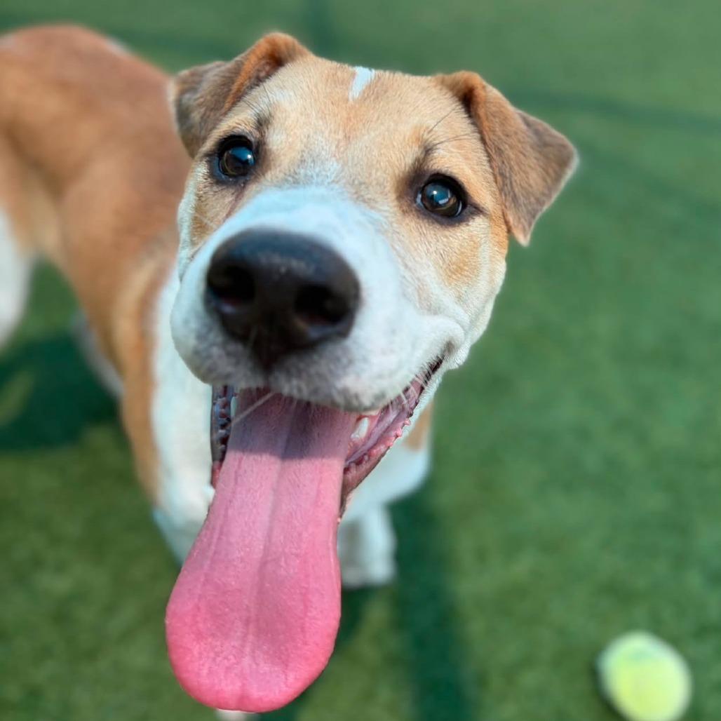 Enlarge Chief, a Adoptable Retriever in Brooklyn, NY image 6/6