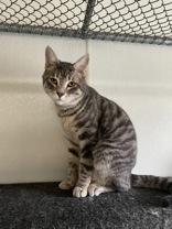 Zoomer, ADOPTABLE, Young Male Domestic Short Hair.
