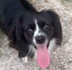 Macy - Maybe Me?, a Adoptable mixed breed in Oakhurst, NJ image 3/3