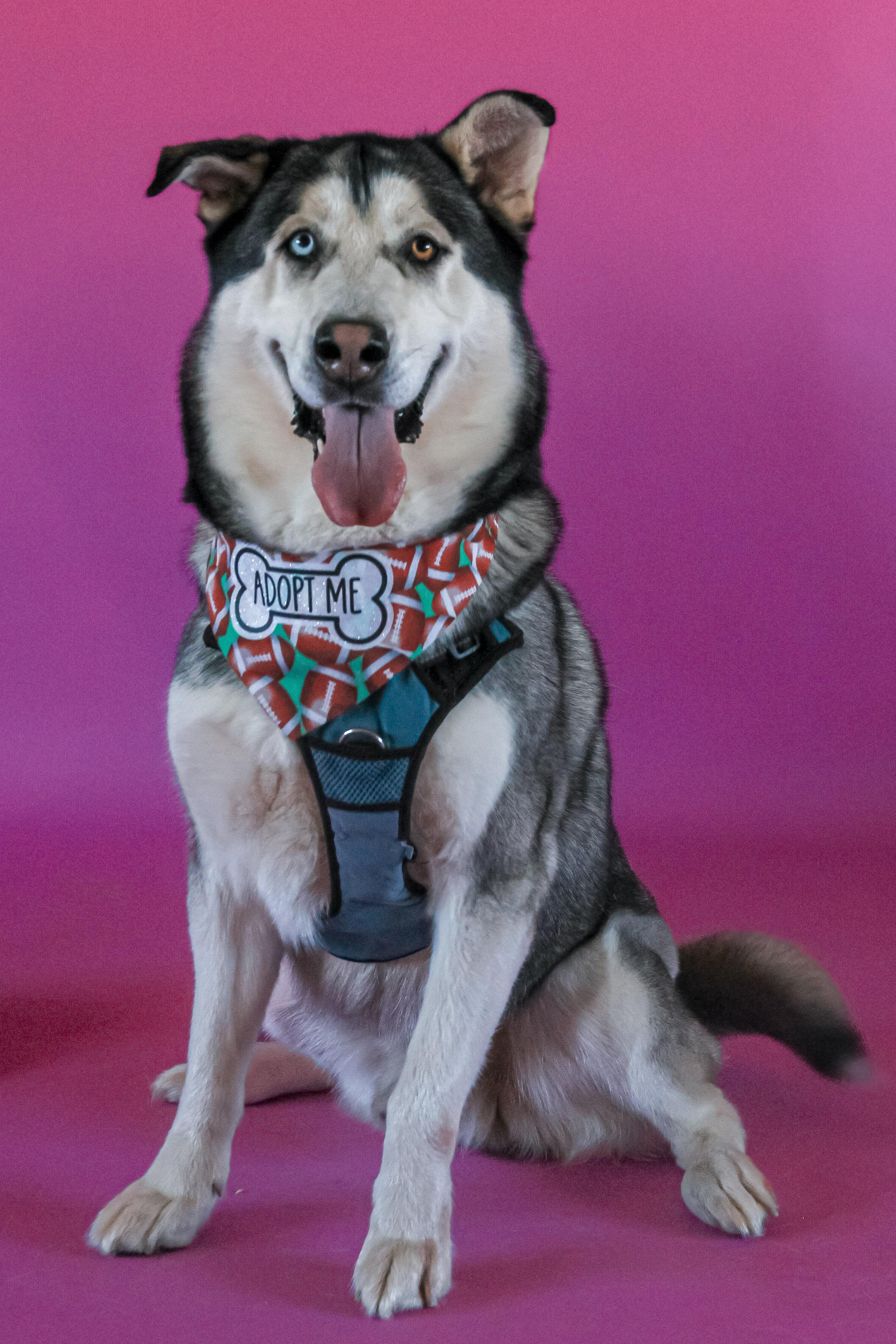 Enlarge Wilson (90923), a ADOPTABLE mixed breed in Spanish Fork, UT image 1/2