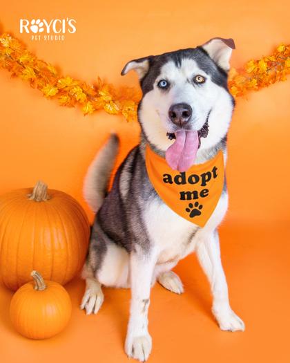 Wilson (90923), ADOPTABLE, Adult Male Husky.