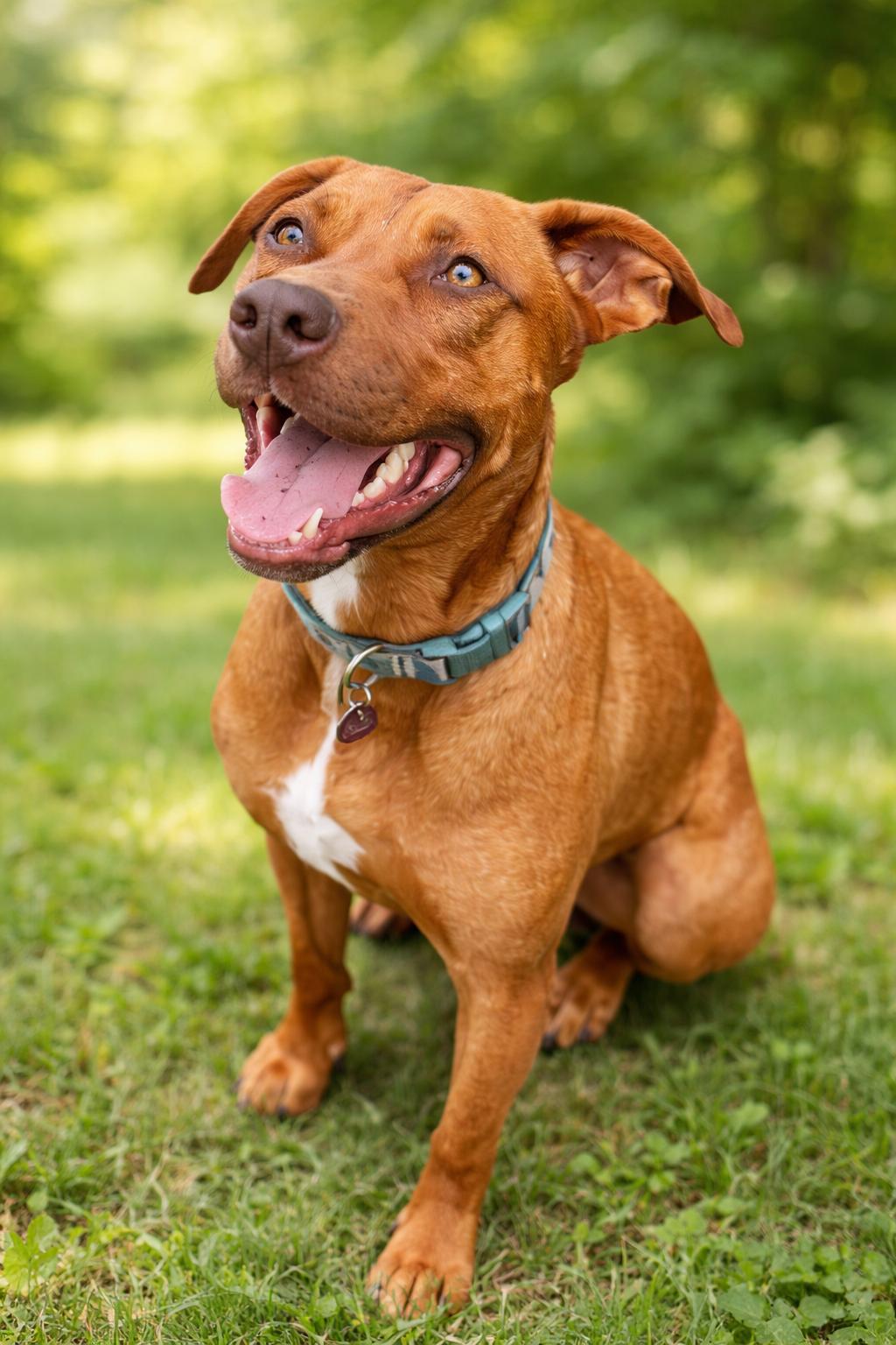 Micah, Adoptable, Adult Male Labrador Retriever.