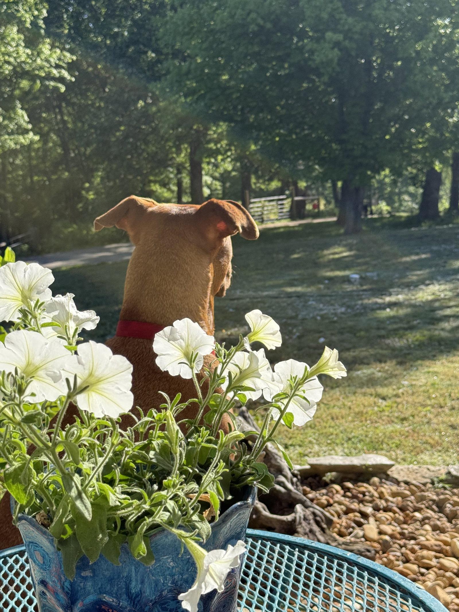 Enlarge Micah, a Adoptable Labrador Retriever in Nashville, TN image 3/3